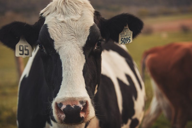 The removal of dairy cows from the United States would only slightly reduce greenhouse gas emissions while reducing essential nutrient supply, Virginia Tech researchers say.