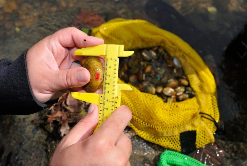 Close up of a pair of hands holding and measuring a freshwater mussel, with a mesh bag full of mussels in the background