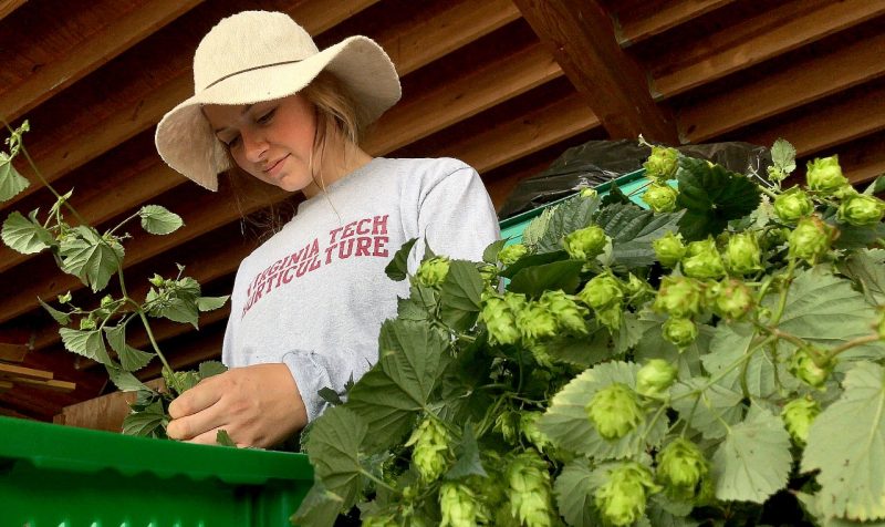 Daisy Sturgill assists with the annual hops harvest at the Urban Horticulture Center in Blacksburg when she was a student at Virginia Tech.