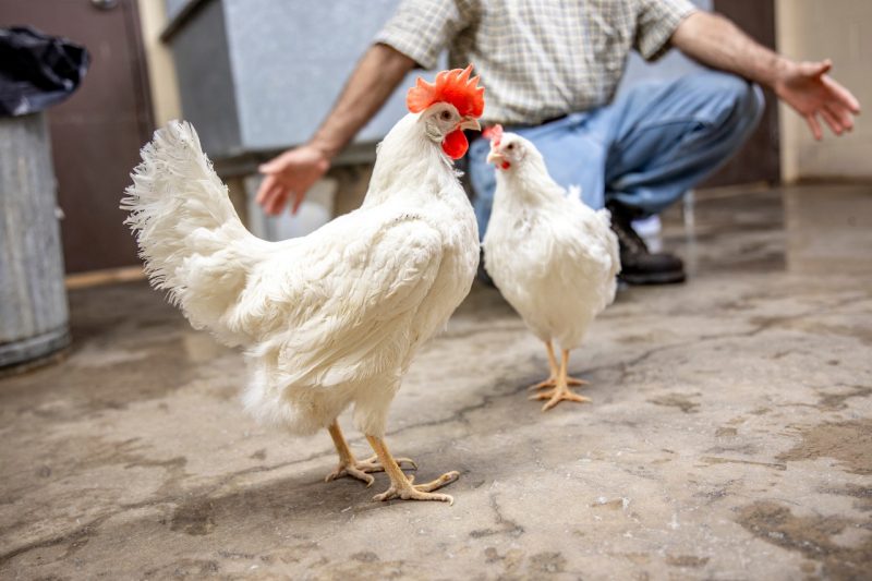 Highly contagious avian influenza confirmed in Virginia by the USDA