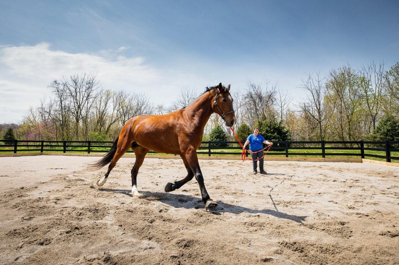 "Reina," a thirteen-year-old Oldenburg is evaluated at the new outdoor equine arena at the Veterinary Teaching Hospital 
