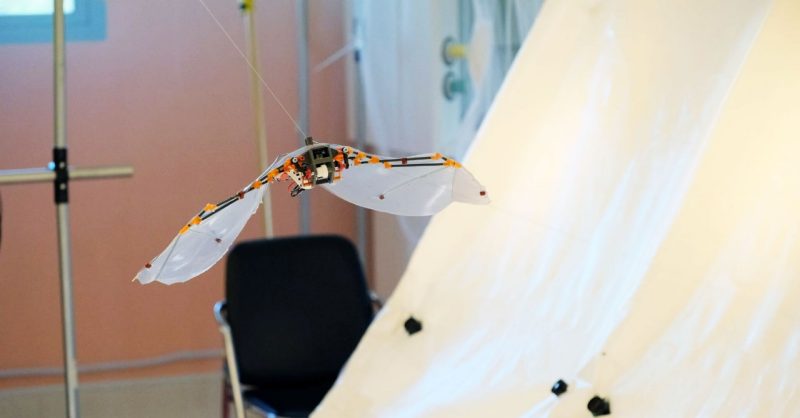 A robotic bat flies on a guide wire through the tunnel created by Rolf Mueller's team in Brunei. 