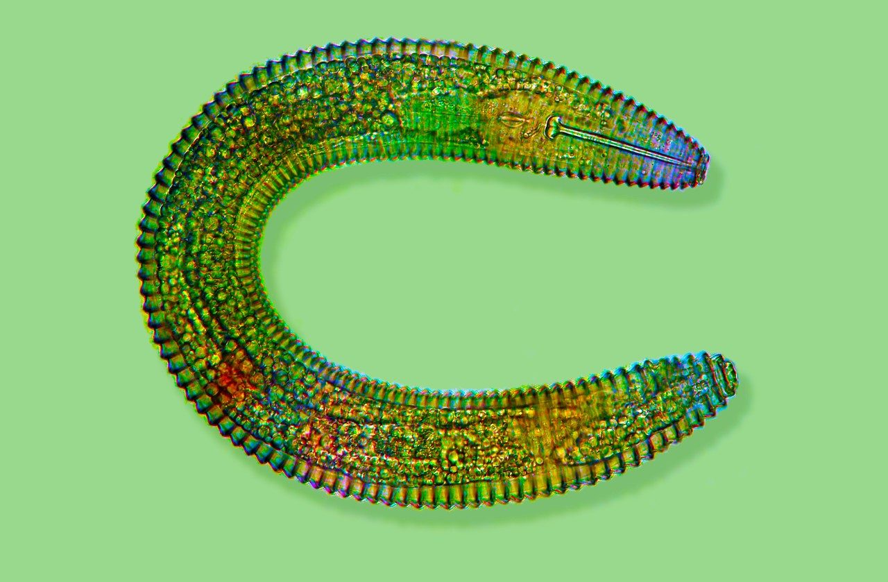 Soybean nematode