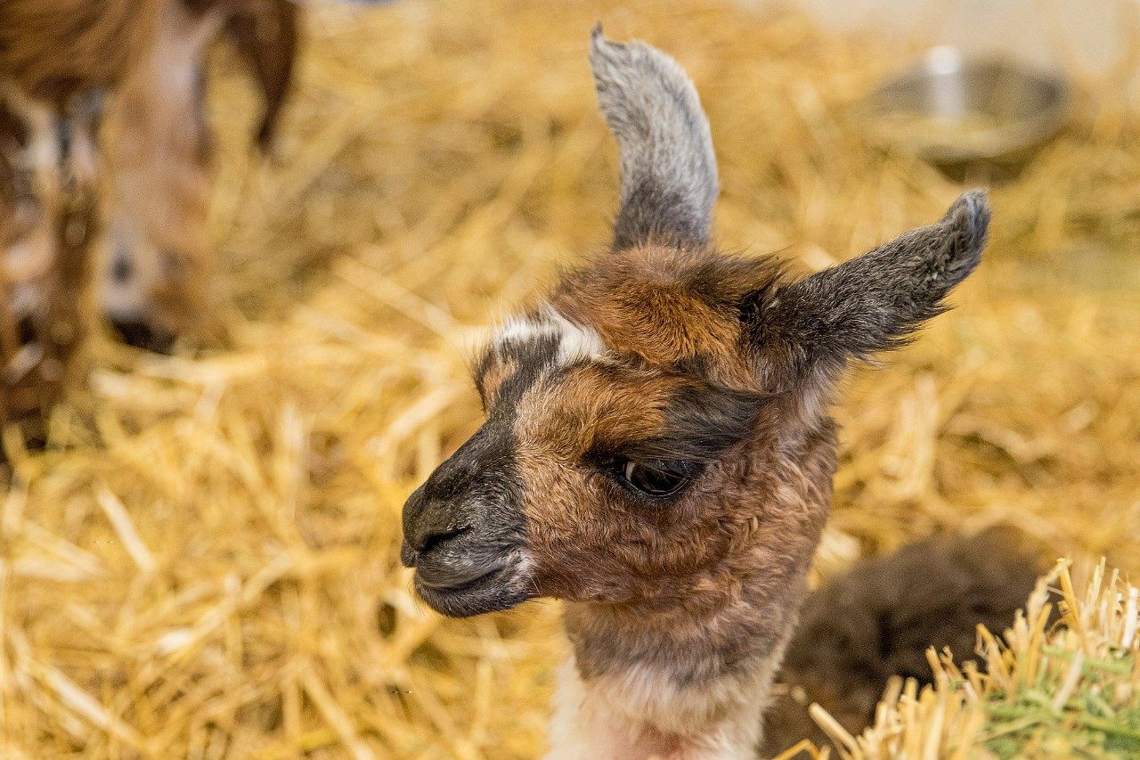  A female llama, named Jewel of the Nile, and her daughter cria, Cairo at the Virginia-Maryland College of Veterinary Medicine after the successful emergency C-section.