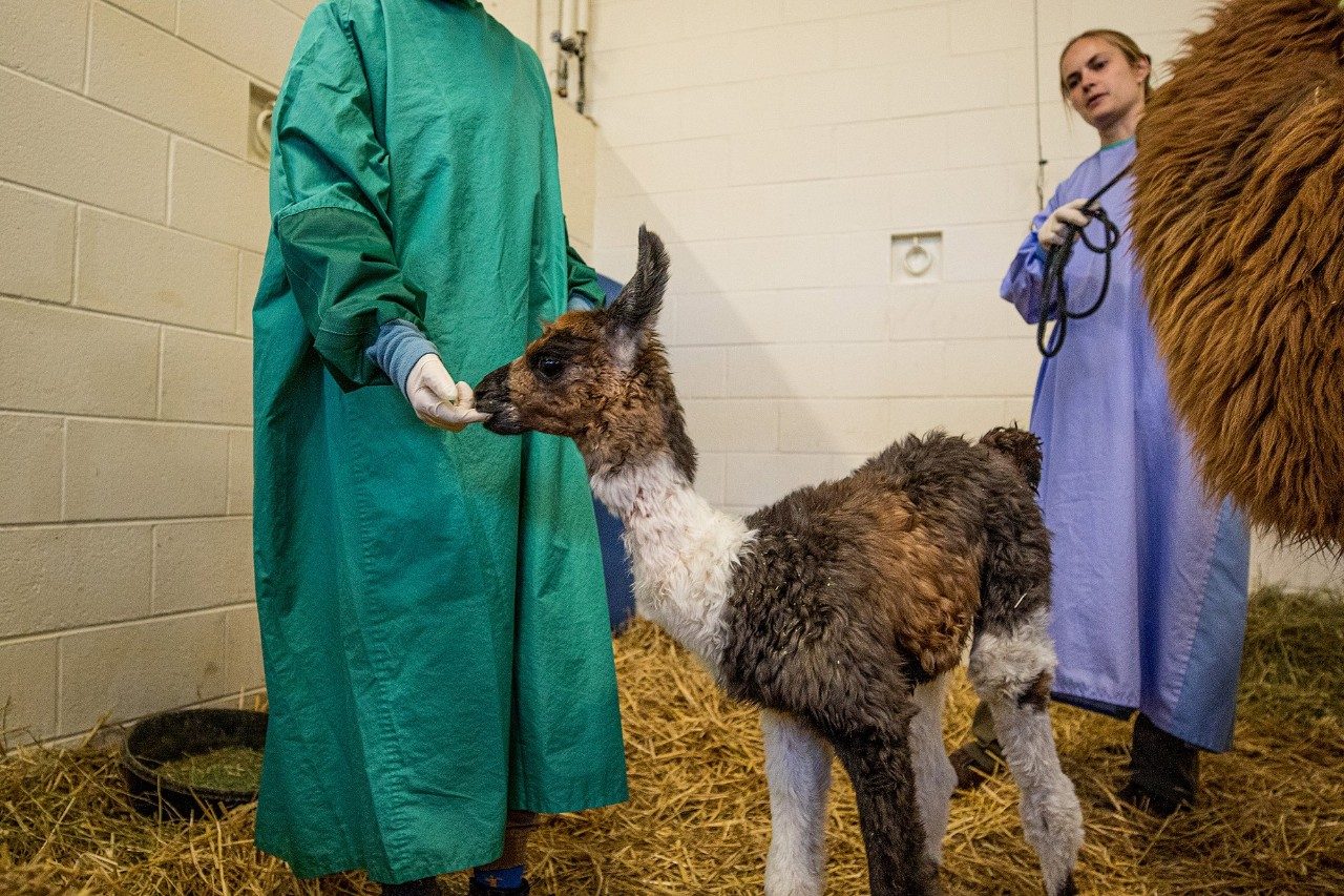  A female llama, named Jewel of the Nile, and her daughter cria, Cairo at the Virginia-Maryland College of Veterinary Medicine after the successful emergency C-section.