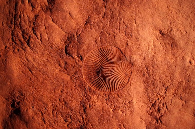 The fossilized imprint of a small, roundish is set in rock nearly the color of burnt orange.