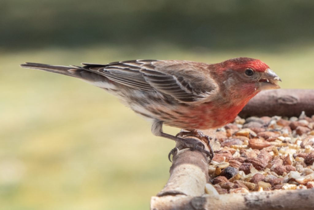 The colors on backyard birds may mean more than we think - FeederWatch