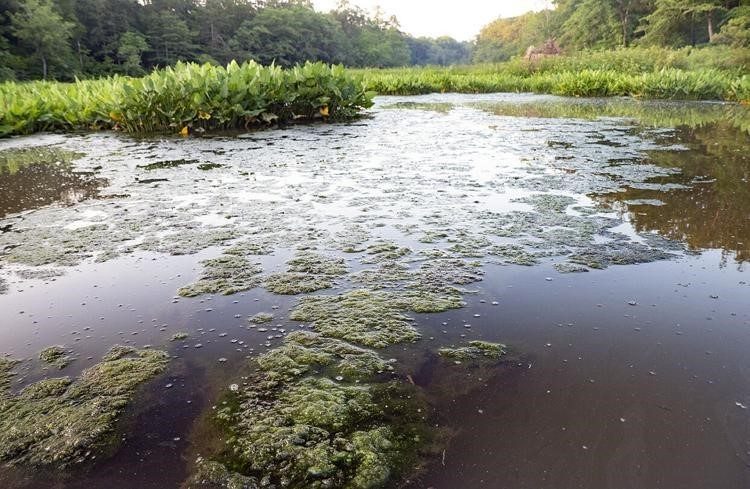Algae choke the mouth of a small creek near its confluence with the Choptank River in Maryland. Photo courtesy of Dave Harp.