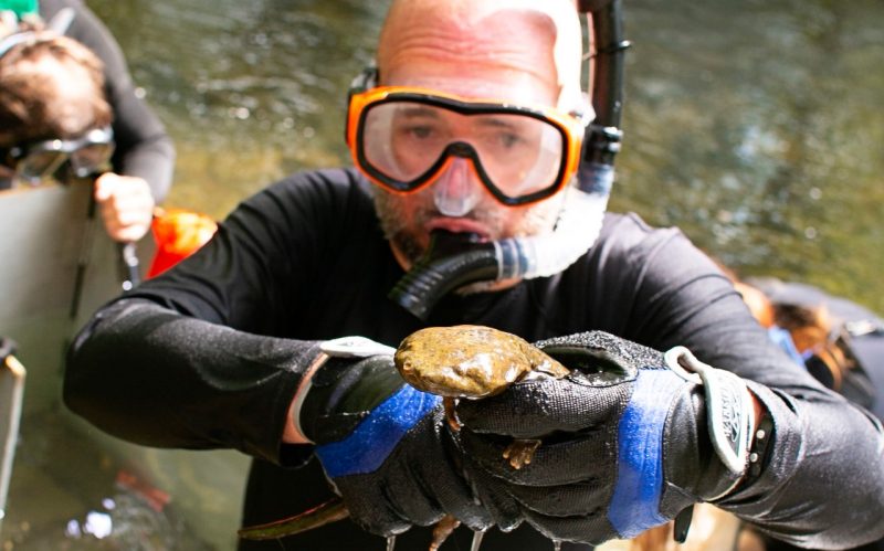 Virginia Tech professor Bill Hopkins preparing to gently return a hellbender back to its underwater home in a Virginia stream after taking measurements.  Photo by Lara Hopkins for Virginia Tech