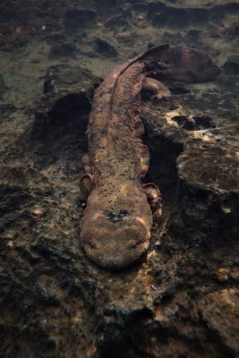 Hellbenders were once the apex predators in many freshwater streams. Photo by  Jordy Groffen for Virginia Tech