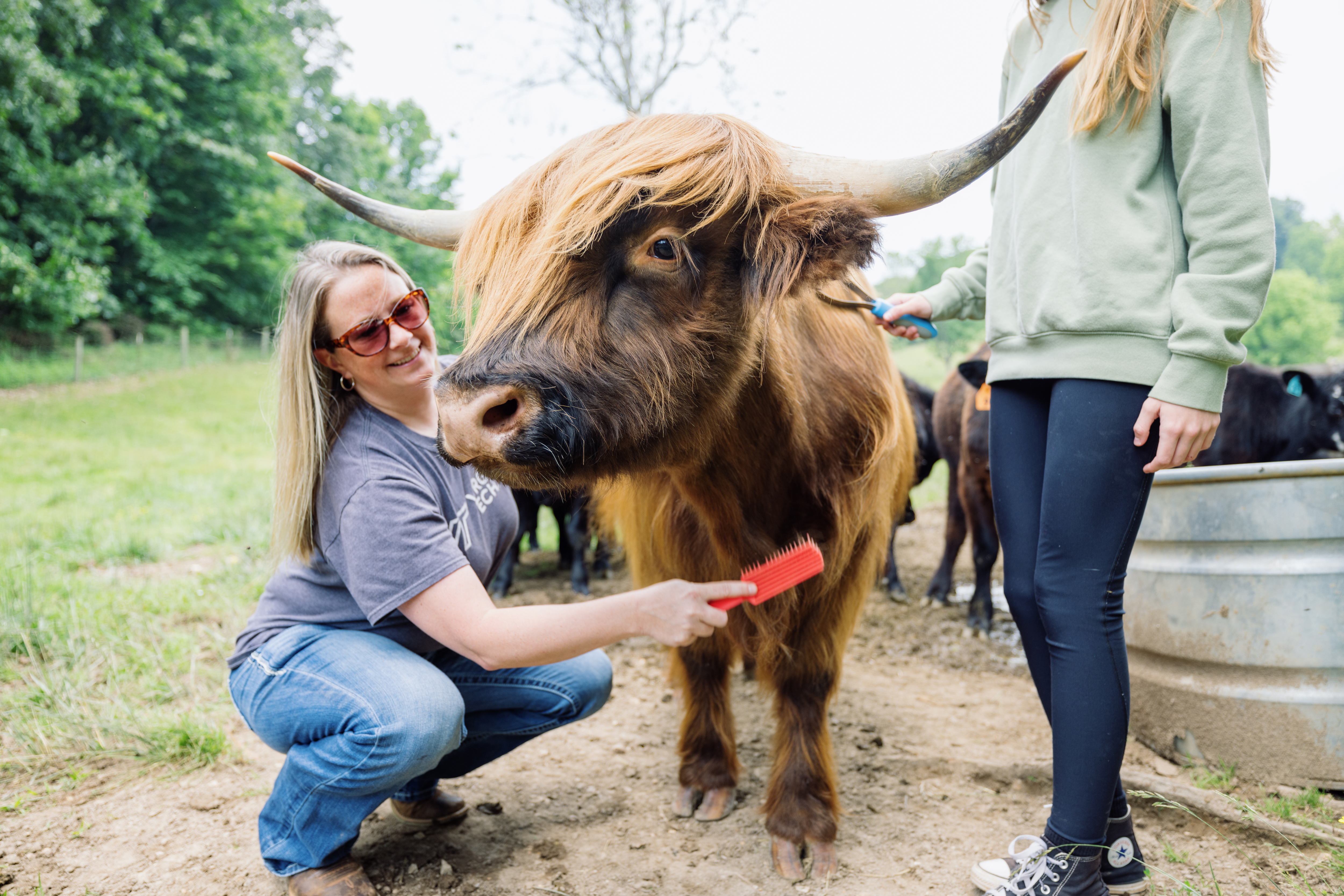 Amanda Atkins brushes the long, toffee-colored hair of Steve, a Scottish highlander cow with long horns; her teenage daughter helps.