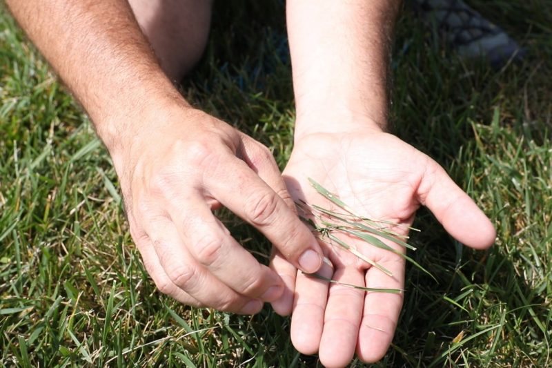 Fescue grass in a human hand