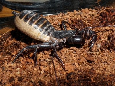  A giant vinegaroon, and example of an arthropod you can see at Hokie BugFest! 