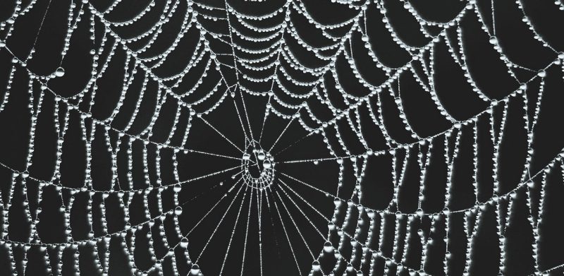 Spiderweb with dew