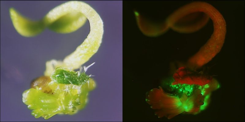 This image shows: “Expression of the morphogenic factor WUSCHEL leads to spontaneous embryo formation in an Arabidopsis seedling.” A team of Virginia Tech researchers will study how such factors can enhance regeneration efficiency in model plants and crops. Photo courtesy of Basitaan Bargmann.