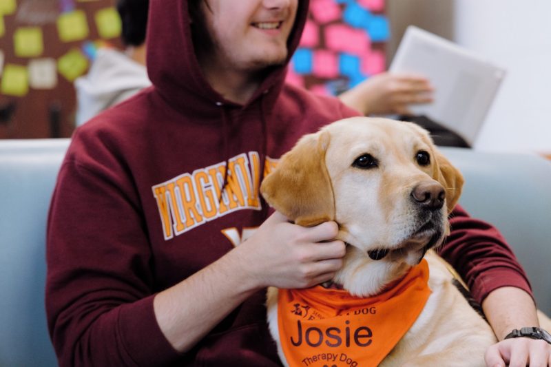 Josie, a yellow lab with an orange bandana tied around her neck, sits on the lap of a young man in a Virginia Tech hoodie.