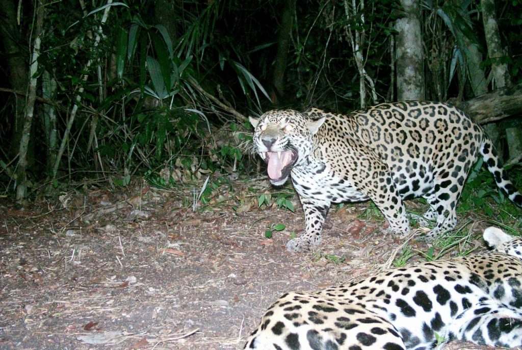 On the prowl for big cats in Belize