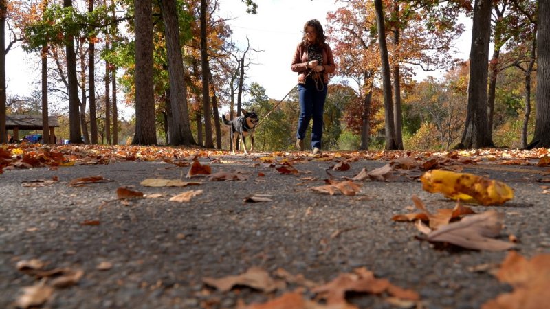 Woman in brown jacket and jeans with a black and brown dog on a leaf covered path.