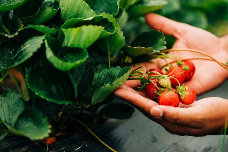 Hands holding red strawberries next to leafy greens.