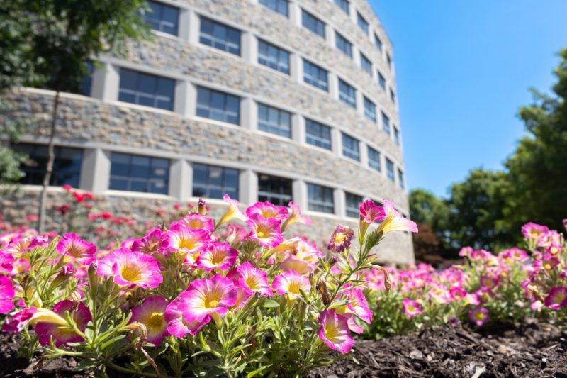 Pink summer flowers with the curve of Newman Library in the background.
