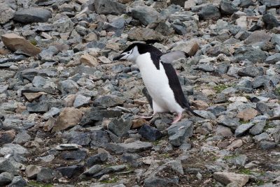 A chinstrap penguin moves across a pile of rocks.