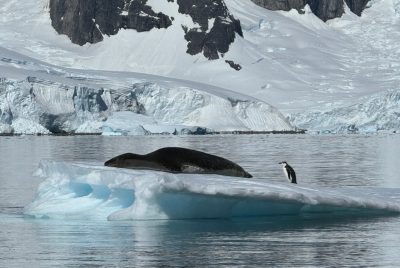 A leopard seal rests on an ice floe, with a penguin behind him. 