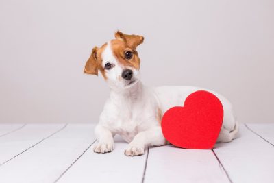 A dog and a heart