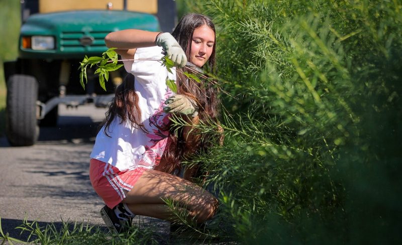 A woman student crouches to clip part of a shrub as an intern at Hahn Garden.