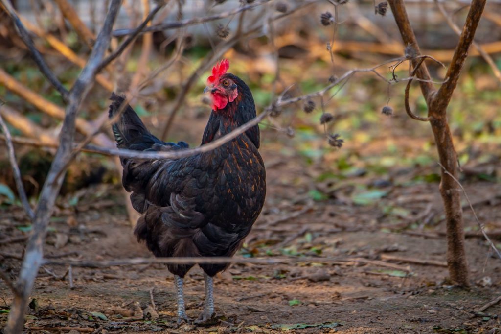 Take Precautions To Minimize Risk Of Highly Contagious Avian Influenza 
