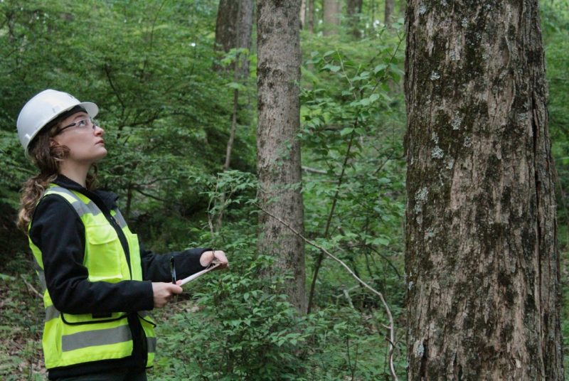 A person wearing a hardhat and holding a clipboard looks at a tree trunk.  