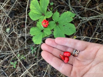 Wild American ginseng seeds.