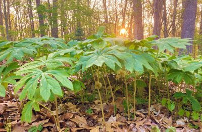 Mayapple plant growing the forest.