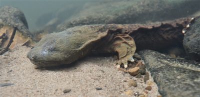 Hellbender on stream bottom. Photo by jordy Groffen.