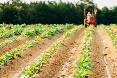 Rows of crops in a field.