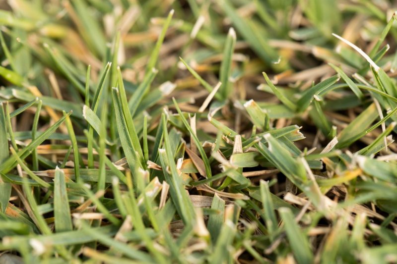 A close-up shot of bermudagrass