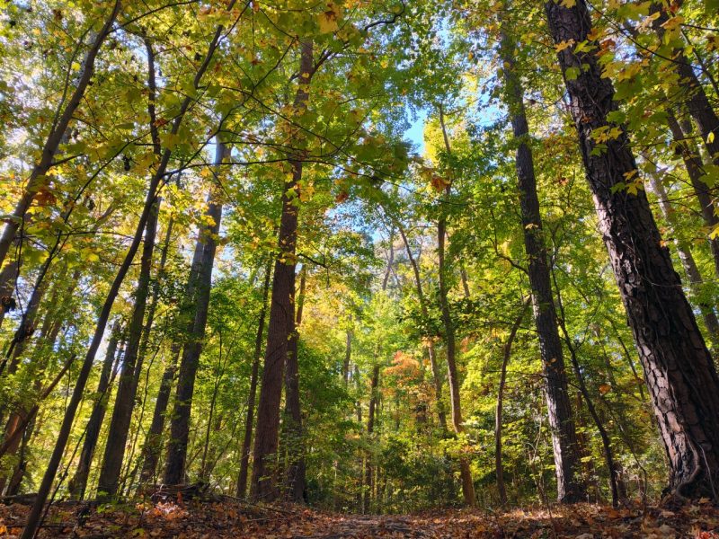 Photo of forest with autumn leaves of trees changing color.