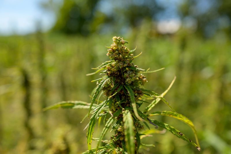 hemp plant