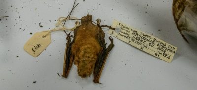 This preserved specimen of a tri-colored bat is more than 80 years old. Tri-colored bats are among the smallest bats in North America, weighing between 4 and 8 grams, about the same as a teaspoon of sugar. They play a crucial role in controlling insect populations, consuming thousands each night, including mosquitoes and agricultural pests. Photo by Rodney Kimbangu for Virginia Tech.