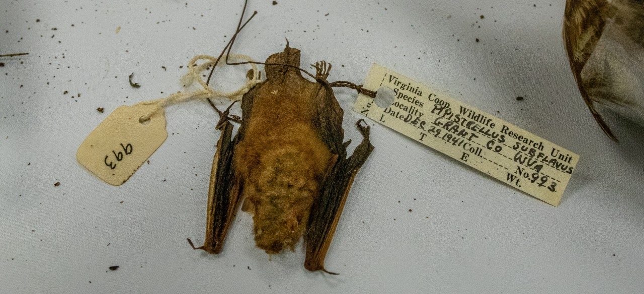 This preserved specimen of a tri-colored bat is more than 80 years old. Tri-colored bats are among the smallest bats in North America, weighing between 4 and 8 grams, about the same as a teaspoon of sugar. They play a crucial role in controlling insect populations, consuming thousands each night, including mosquitoes and agricultural pests. Photo by Rodney Kimbangu for Virginia Tech.