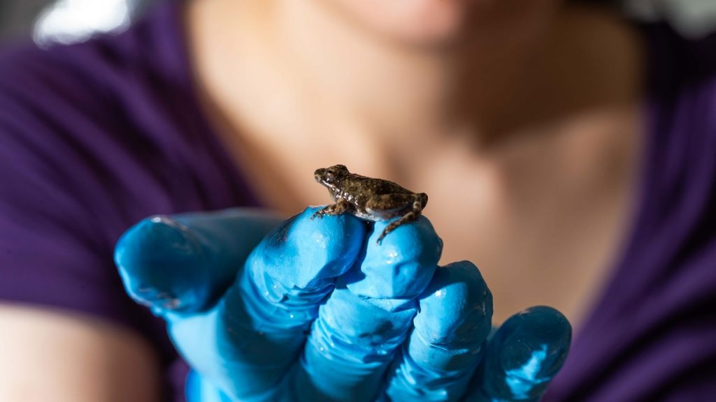 A fast-moving belly flop: Researchers reveal the unique abilities of cricket frogs | Virginia tech news