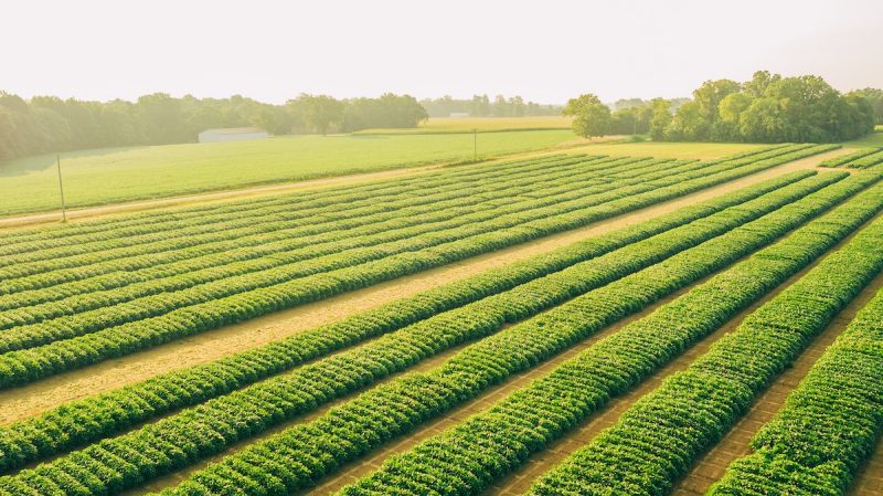 An aerial shot of a field of soybean rows.