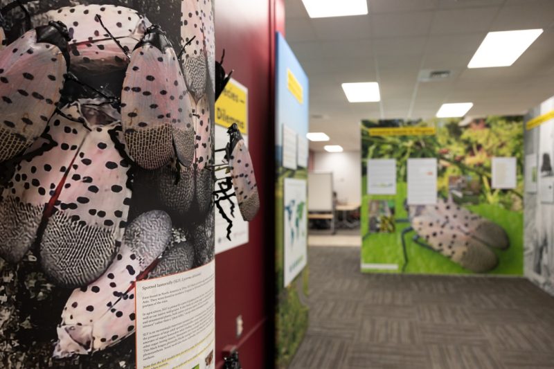 Large spotted lantern flies stick out from the colorful panels of the exhibit with other panels shown in the background.