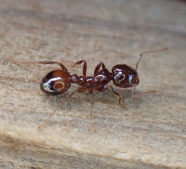 A hybrid fire ant crawling on wood 