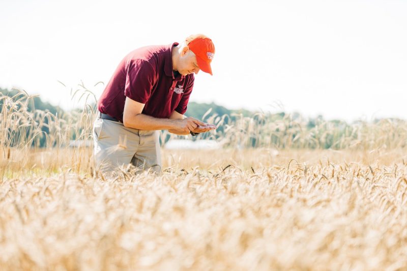 A man examines wheat in a wheat field.