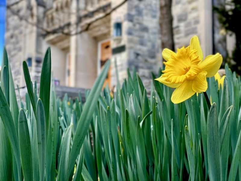 A lone daffodil blooming on the Virginia Tech campus. A Hokie Stone building is blurry in the background.