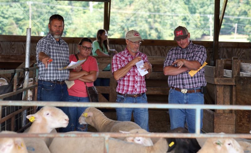 People stand looking at rams in a pen.