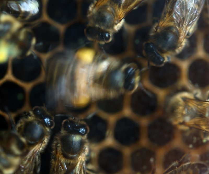 Honey bee doing the waggle dance with pollen