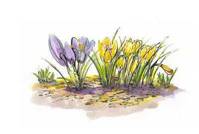 Ink and watercolor sketch of campus crocuses or do you call them croci?