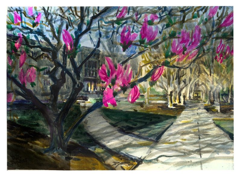 Watercolor sketch of pink magnolia blossoms in front of robeson hall  with long evening shadows across the sidewalks