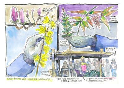 Ink and watercolor multi-panel sketches of clippings and a group of students in the woody plants lab at Hahn Garden and along the west end of campus